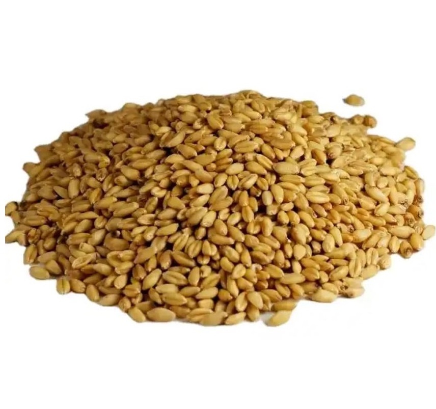 Best Selling Barley Grains Premium Barley Seeds/Animal feed barley/bulk barley grains Malted Barley Malt grain for sale