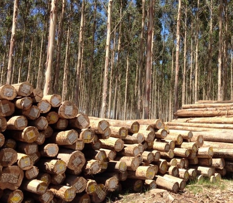 HOT SALES EUCALYPTUS LOGS FRESH CUT EUCALYPTUS LOGS FRESH CUT AMAZON EUCALYPTUS LOGS FOR SALE