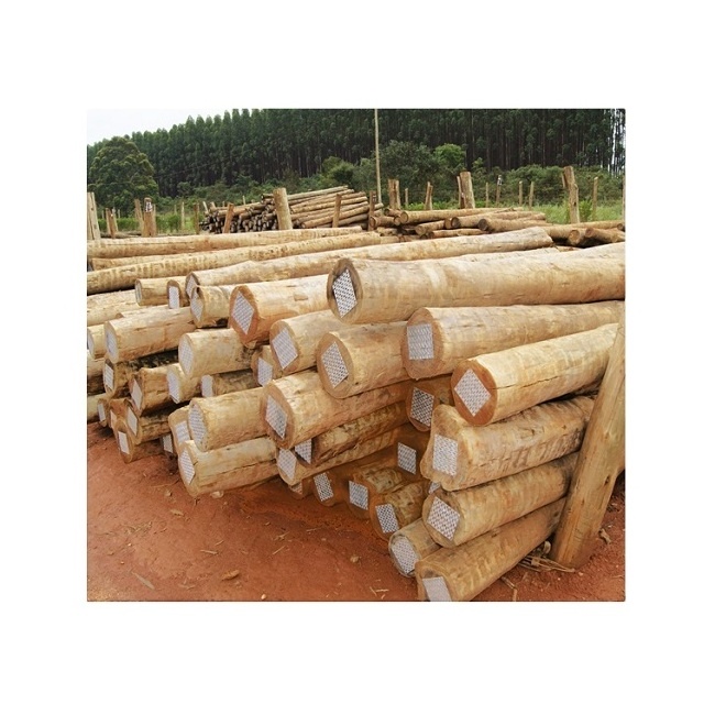 HOT SALES EUCALYPTUS LOGS FRESH CUT EUCALYPTUS LOGS FRESH CUT AMAZON EUCALYPTUS LOGS FOR SALE