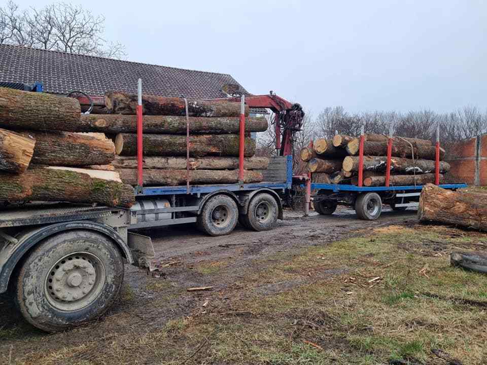 eucalyptus timber wood logs/crude wood Pine and Oak Teak Wood Logs, Timber, wood Sawn Timber