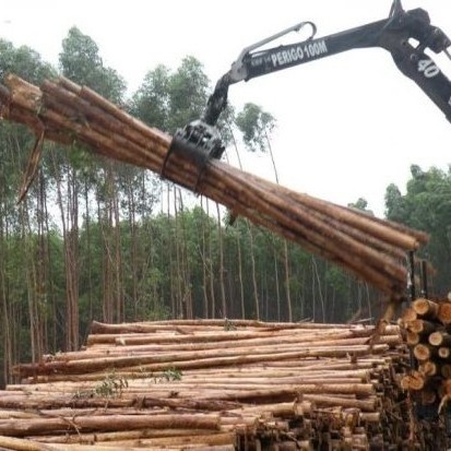 Wooden Log Natural Eucalyptus Wood Logs Large Logs Spruce African Hardwood Eucalyptus Wood