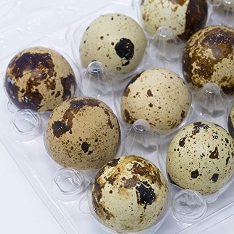 QUAIL EGGS FOR SALE