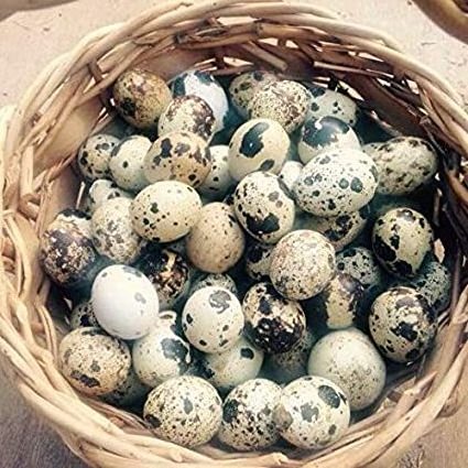 QUAIL EGGS FOR SALE