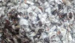 COTTON SEED HULL