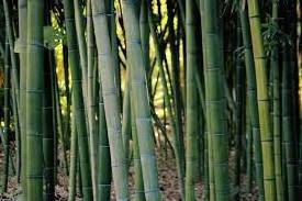 The Most Realistic Looking Artificial Bamboo Poles