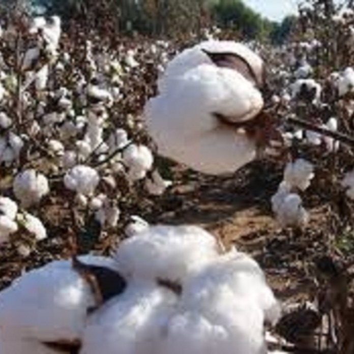 COTTON SEED HULL