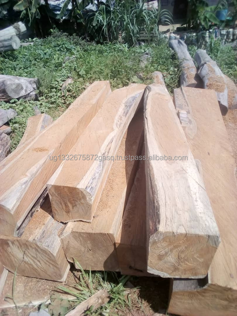 All types of timber wood, logs such as Padouk ,Azobe ,Tali,Pachyloba,Mahogany,Sapelli,Dossier,Okan,Limbali