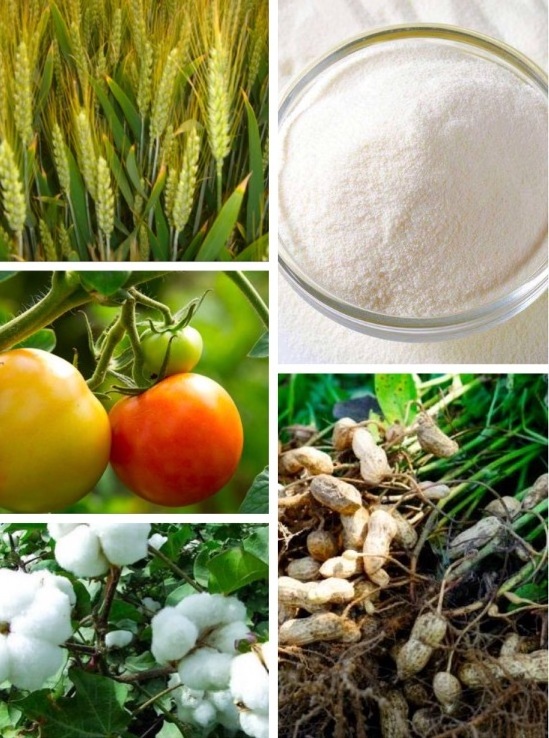 brassinolide sl plant growth regulator fruit fertilizer 0.01%sl 0.04%SP brassinolide