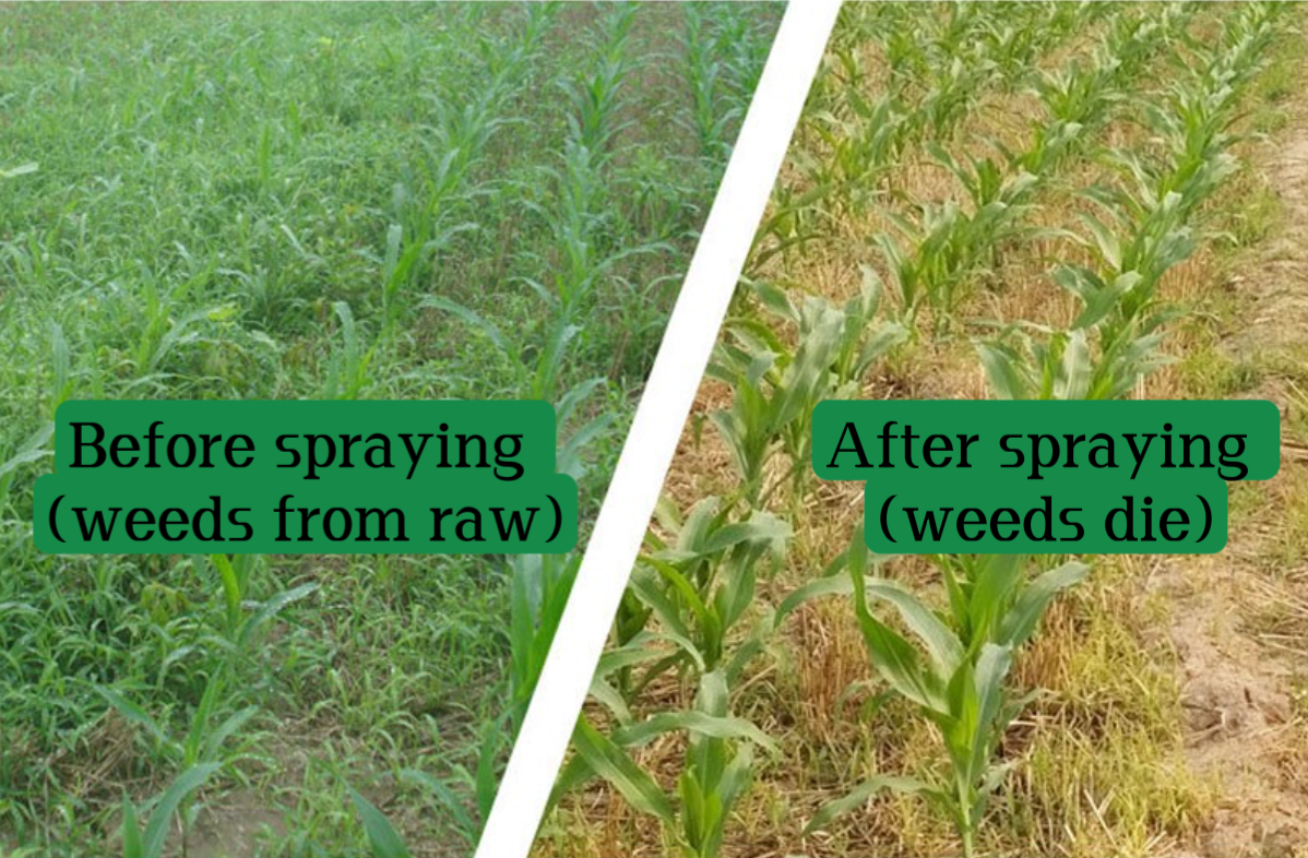 Herbicide Prices Herbicide Mesotrione Atrazine 50% SC 95% TC  Weedicide Atrazine Powder Liquide Manufacturers