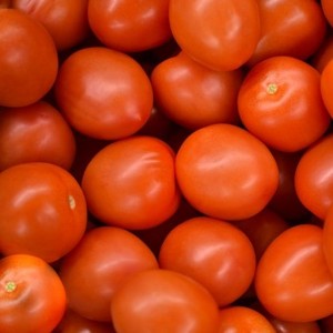 delicious fresh tomato export at good price