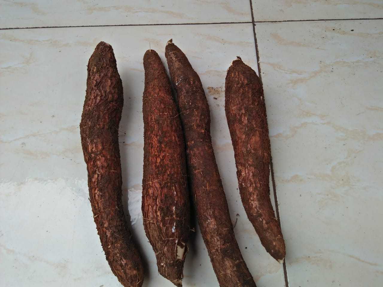 Dried Cassava /Raw Dry Cassava with Exportation quality and Competitive price from Vietnam