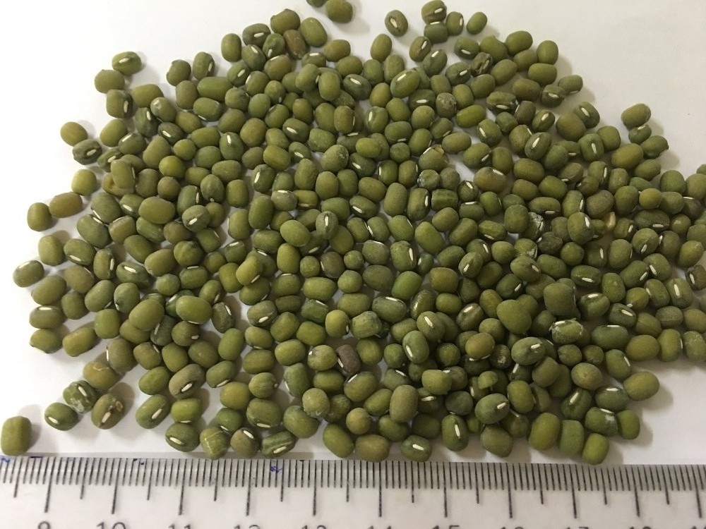 Dried Agriculture Bean Product Green Mung Beans In Bulk / Green Mung Bean From UK