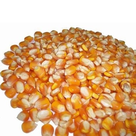 Yellow White Corn/Maize for Animal Feed/Bulk Yellow-White Corn Suppliers