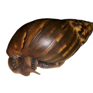 Fresh Live Giant African Snails