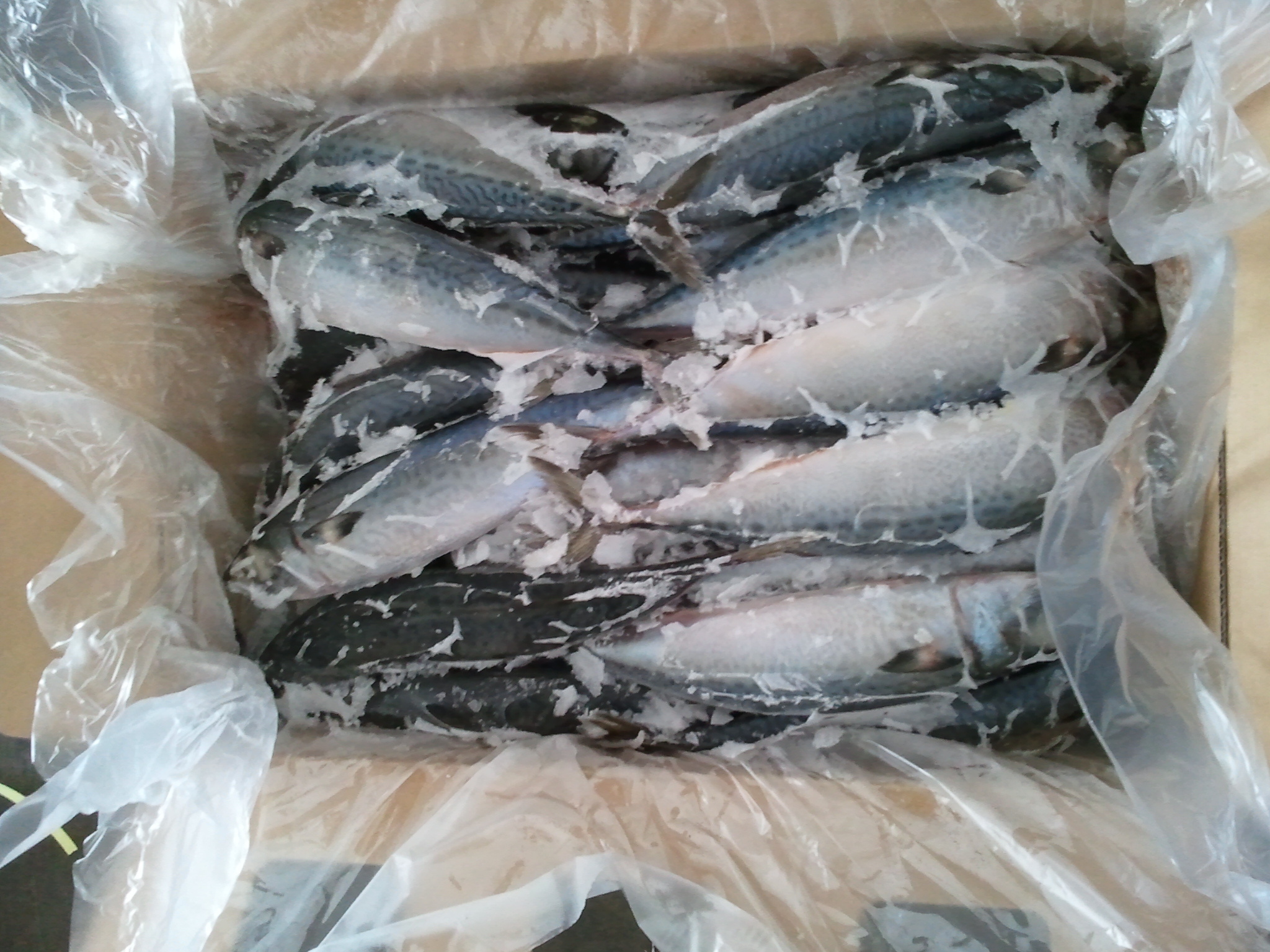 Frozen Fish Mackerel