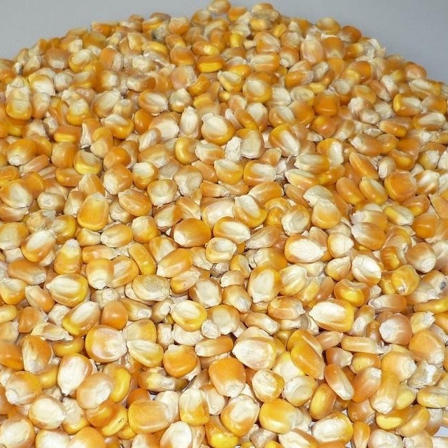 Yellow White Corn/Maize for Animal Feed/Bulk Yellow-White Corn Suppliers