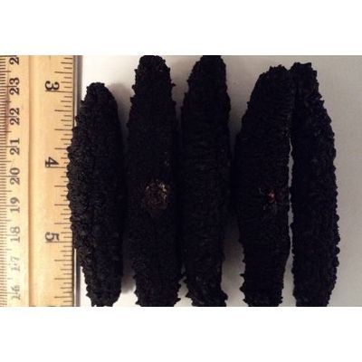 DRIED SEA CUCUMBER