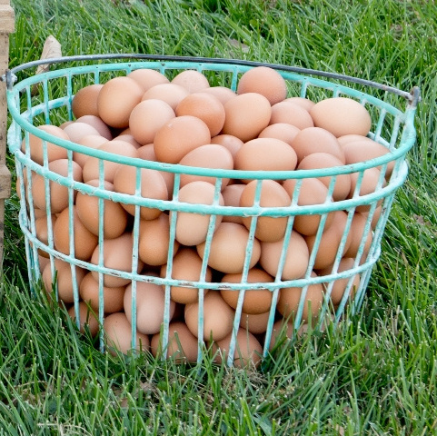 Organic Fresh Chicken Table Eggs for Sale