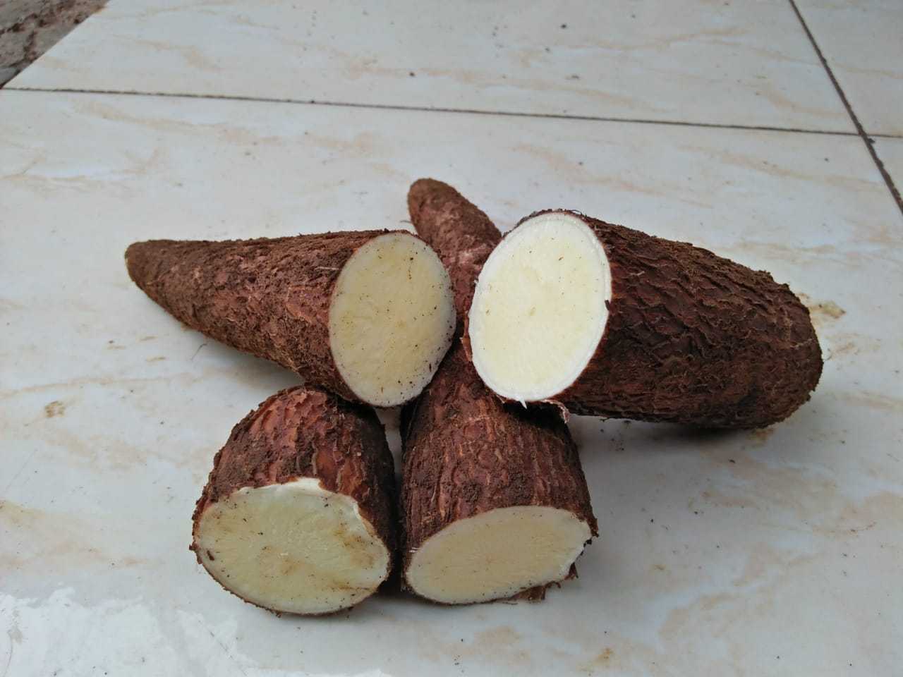 Dried Cassava /Raw Dry Cassava with Exportation quality and Competitive price from Vietnam