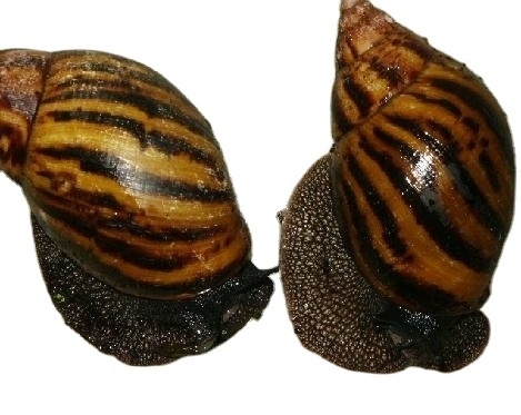 Cheap price arrival Fresh African Giant Snails/Processed ,Frozen, Dried