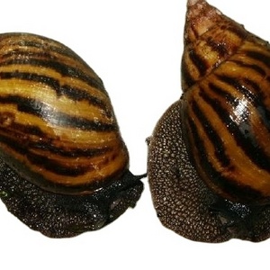 Cheap price arrival Fresh African Giant Snails/Processed ,Frozen, Dried