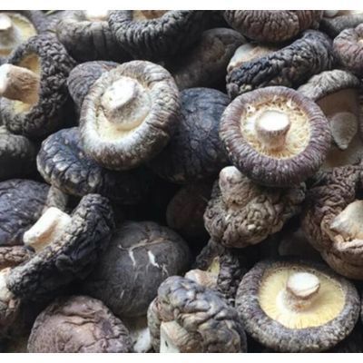 Fresh Shiitake Shiitake Mushrooms Sale Bulk Dried Shiitake Mushrooms