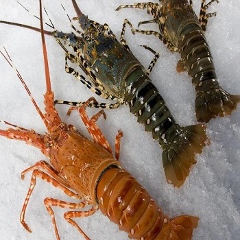 Frozen Fresh Live Lobster - Green Lobster -Jumbo Size Lobster