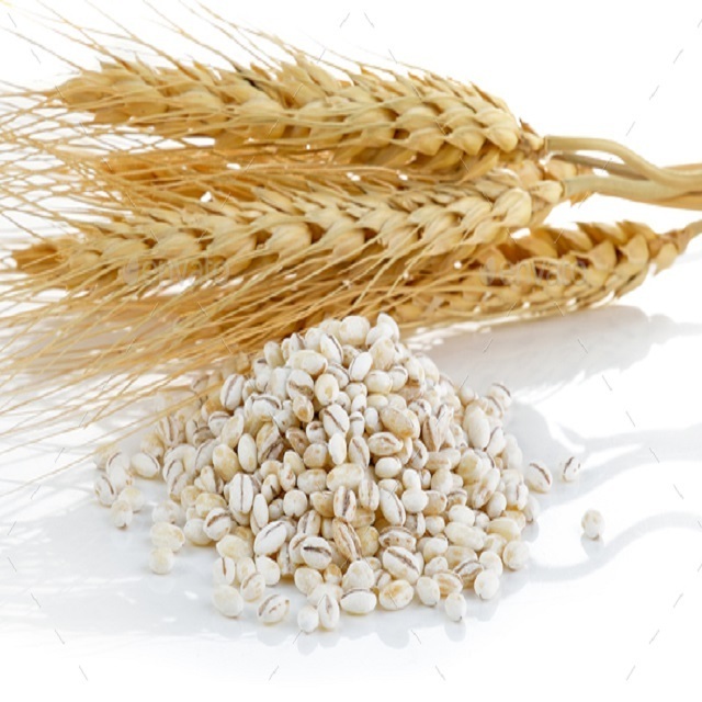 Animal feed barley/bulk barley Malted Barley / Barley Grains