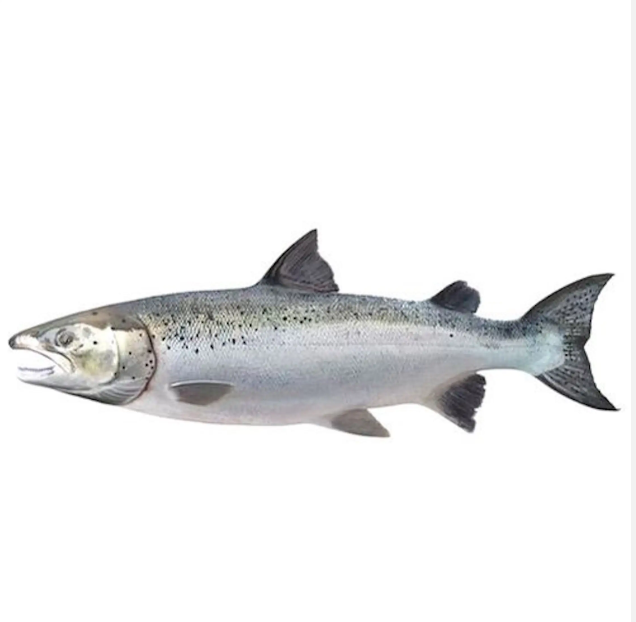 Wholesale Resin Craft King Salmon Fish Wall Hanging Ornament