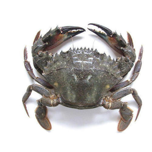 Best Quality Hot Sale Price Fresh / Frozen Whole Snow Crabs / Mud Crabs (Seafood) From Canadian Supplier