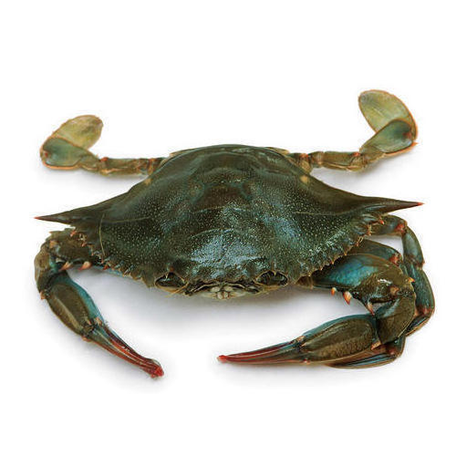 Best Quality Hot Sale Price Fresh / Frozen Whole Snow Crabs / Mud Crabs (Seafood) From Canadian Supplier