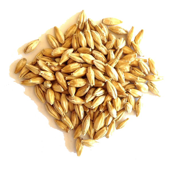 Animal feed barley/bulk barley Malted Barley / Barley Grains