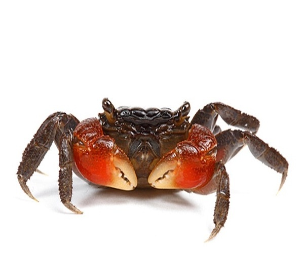 Best Quality Hot Sale Price Fresh / Frozen Whole Snow Crabs / Mud Crabs (Seafood) From Canadian Supplier