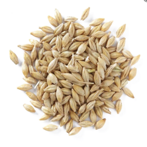 Animal feed barley/bulk barley Malted Barley / Barley Grains