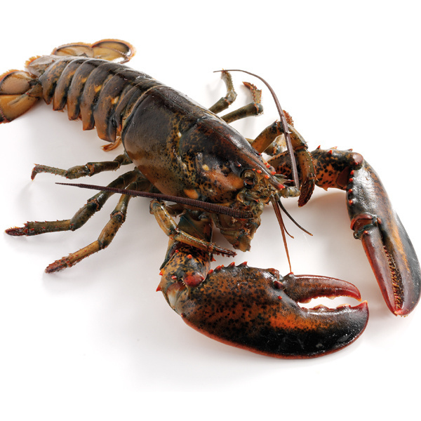 Frozen Fresh Live Lobster - Green Lobster -Jumbo Size Lobster