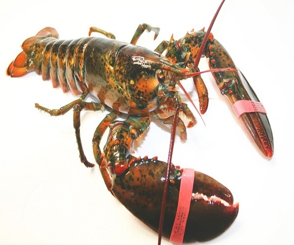 Frozen Fresh Live Lobster - Green Lobster -Jumbo Size Lobster