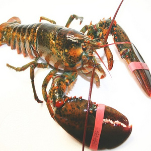 Frozen Fresh Live Lobster - Green Lobster -Jumbo Size Lobster