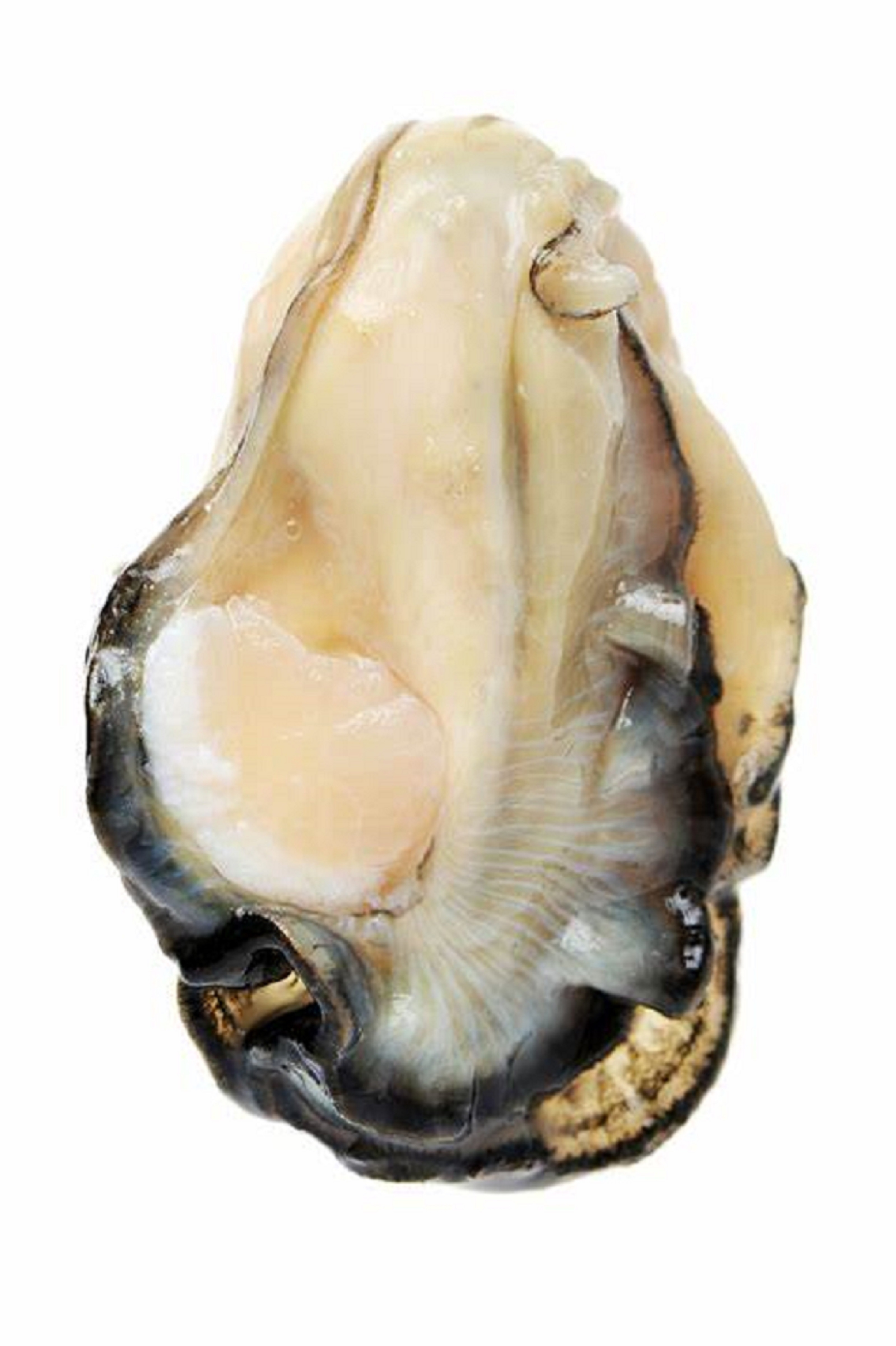 Seashell Murex Operculum cheap price / murex snail / Quality Operculum Shell