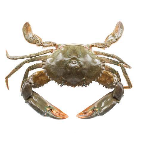 Best Quality Hot Sale Price Fresh / Frozen Whole Snow Crabs / Mud Crabs (Seafood) From Canadian Supplier