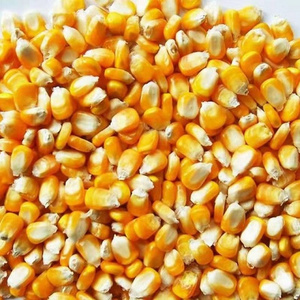 Canned yellow Corn Yellow corn for export sale high quality Yellow frozen Sweet Corn With Factory Price