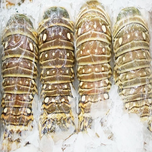 Frozen Fresh Live Lobster - Green Lobster -Jumbo Size Lobster