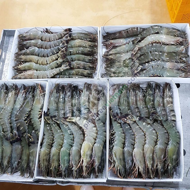 Wholesale frozen shrimp vannamei shrimp price white shrimp