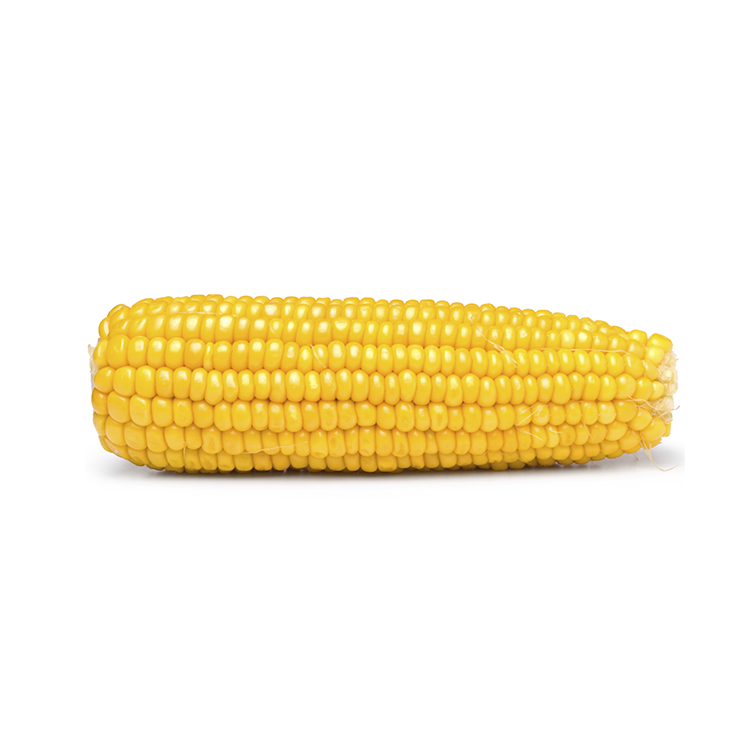 Dry Maize/Dried Yellow Corn/Dried Sweet Corn