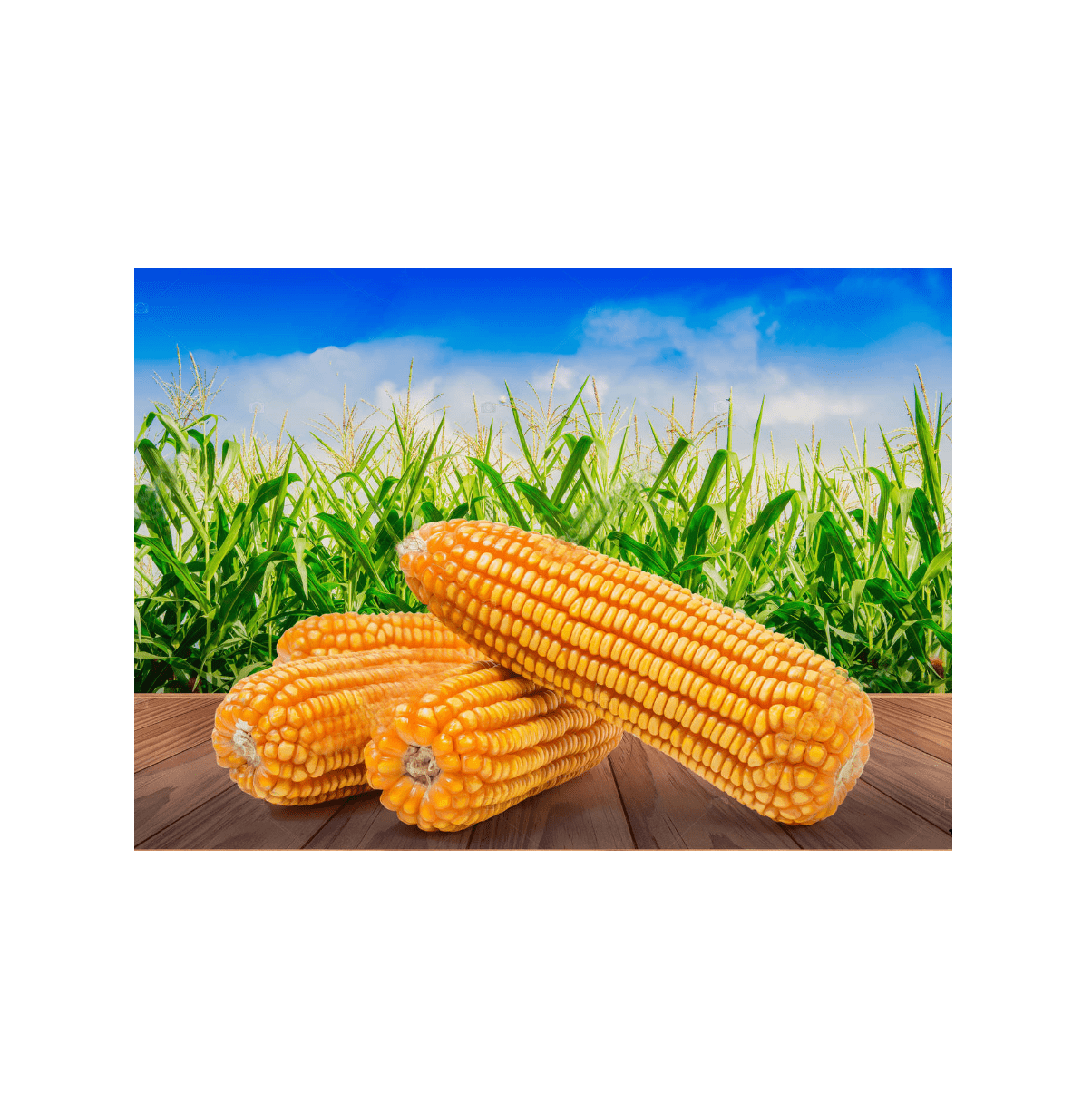 Dry Maize/Dried Yellow Corn/Dried Sweet Corn