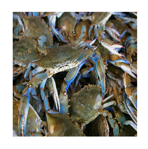 Best Quality Hot Sale Price Live Mud Crabs / Frozen mud crab Seafood / Fresh crabs