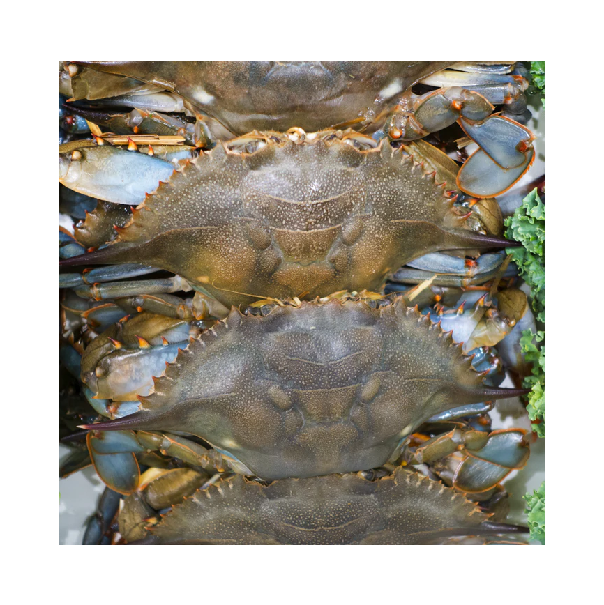 Best Quality Hot Sale Price Live Mud Crabs / Frozen mud crab Seafood / Fresh crabs