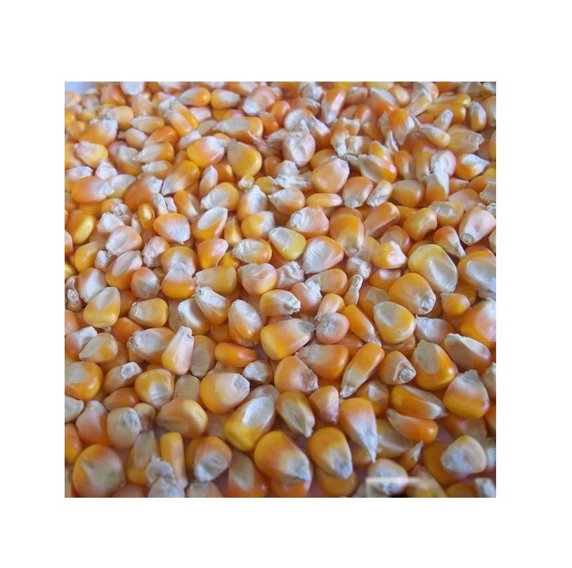 Dry Maize/Dried Yellow Corn/Dried Sweet Corn