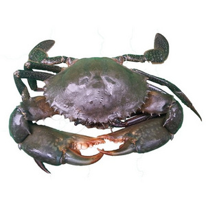 LIVE MUD CRAB Top Quality Mud Crab Live Competitive Price at wholesale price