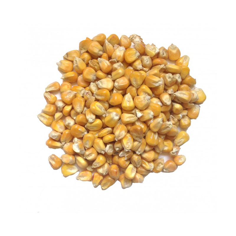 Wheat Bran for Animal Feeding / Corn / Grain