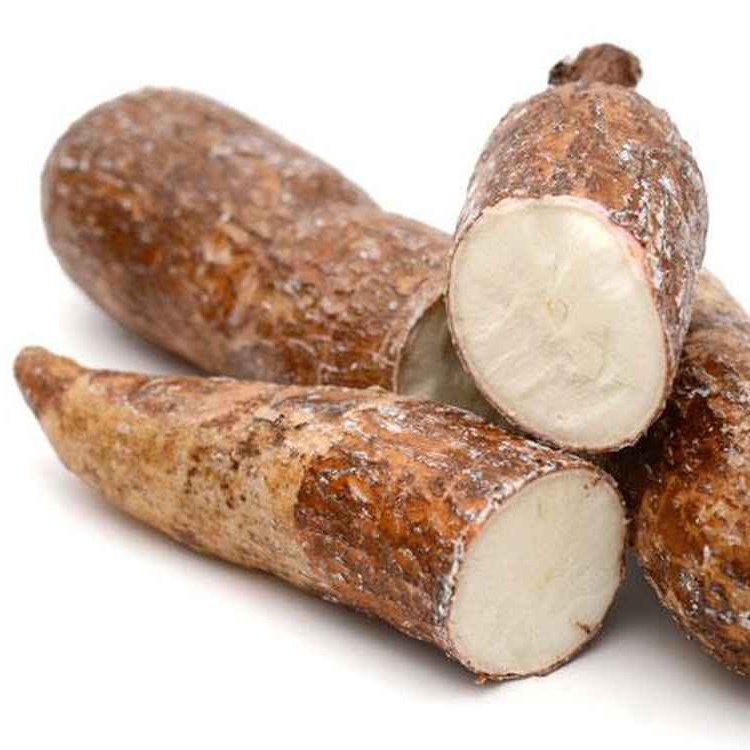 Fresh cassava/Fresh Cassava root - cassava - best price